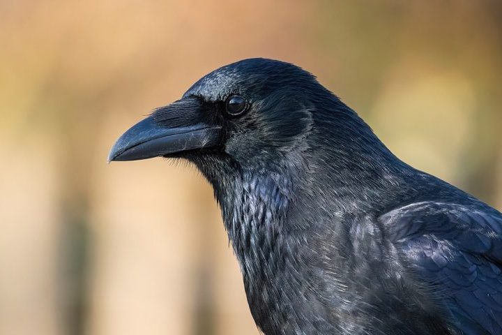 Segundo a empresa, a ideia é adaptar o sistema para outras espécies. Corvos, por exemplo, poderiam carregar cargas mais pesadas. 