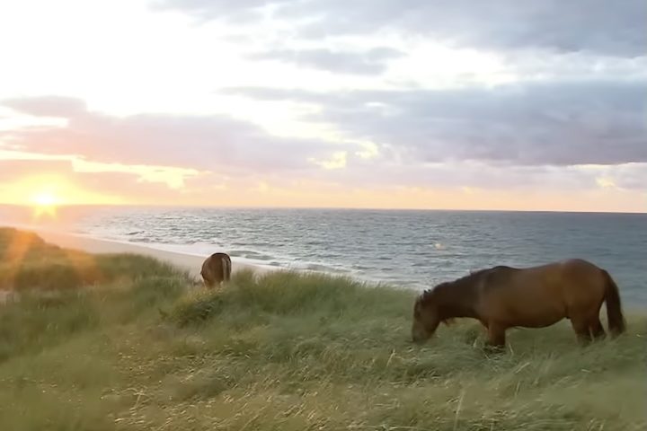 Lá, mais desses 400 animais vivem totalmente livres, enfrentando tempestades, invernos rigorosos e escassez de recursos. 