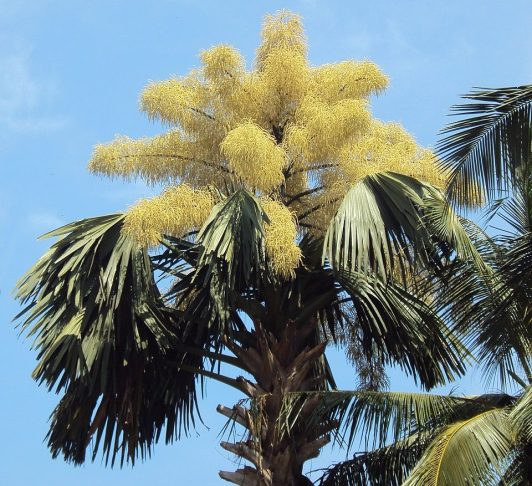 A palmeira Talipot é originária da Índia e Sri Lanka e leva de 40 a 70 anos para florescer uma única vez antes de morrer.