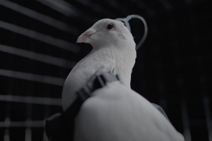 Denominados biodrones PJN-1, esses pombos são aves reais, criadas pela empresa chamada Neiry. 