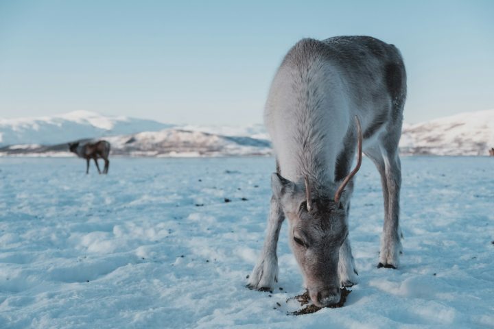 Os cascos também servem como pás para cavar o solo em busca de líquens, um dos principais alimentos das renas durante o inverno.