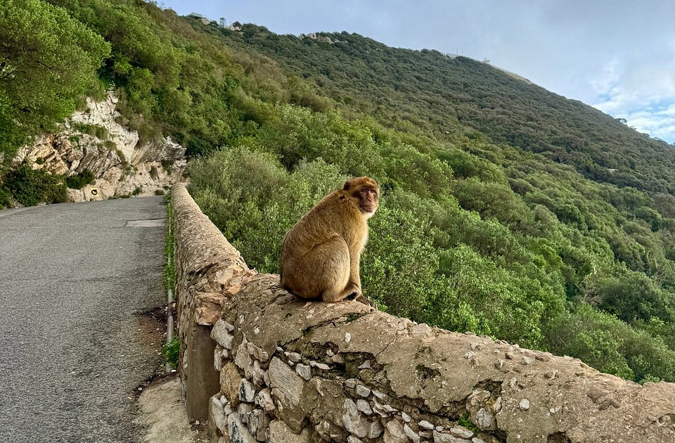 Os macacos-de-barbária são os únicos primatas selvagens da Europa. Vivem livremente no Rochedo e são uma das maiores atrações turísticas. Há uma lenda que diz que enquanto houver macacos em Gibraltar, o território permanecerá sob domínio britânico. Eles são protegidos por lei e recebem cuidados especiais.