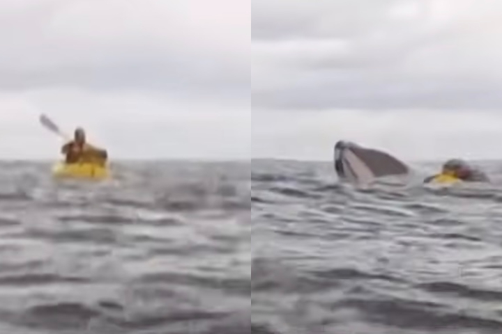 Adrián Simancas, de 23 anos, fazia uma travessia com o pai a bordo de caiaques infláveis no extremo sul do Chile quando foi inesperadamente engolido por uma baleia-jubarte.