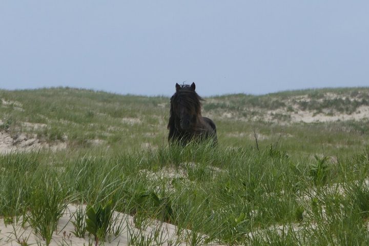 Embora lendas afirmem que eles chegaram à ilha após naufrágios, registros confirmam que foram introduzidos em 1737 por colonizadores.   