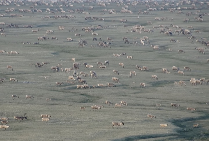 As renas também são famosas por realizar algumas das maiores migrações terrestres entre mamíferos, percorrendo centenas ou milhares de quilômetros em busca de pastagens melhores conforme as estações mudam.
