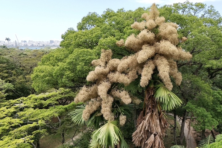 Não é qualquer um que vai ver duas vezes essa floração maravilhosa. Vim só pra isso — e valeu demais, disse ao g1 a aposentada Maria Beatriz de Albuquerque. 