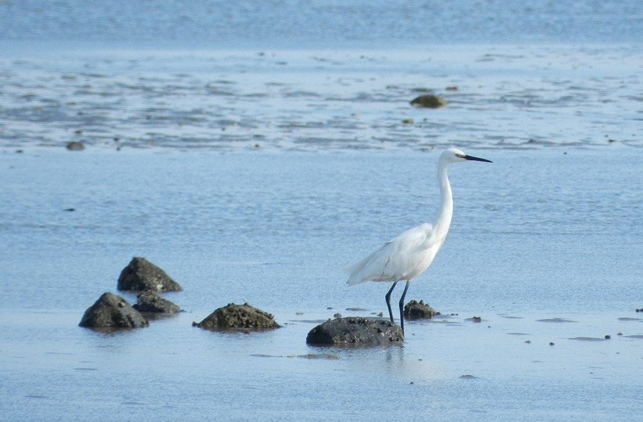 A biodiversidade ao redor da passagem é rica. Mariscos, algas e aves marinhas convivem com o fluxo constante das águas. Durante a maré baixa, é comum ver pescadores recolhendo frutos do mar. O caminho é tanto estrada quanto fonte de sustento.