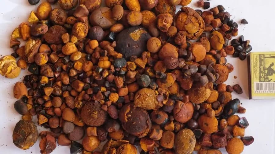 É que a pedra da vesícula de boi, também conhecida como pedra de fel ou cálculo biliar bovino, pode valer milhões de reais, dependendo da quantidade.