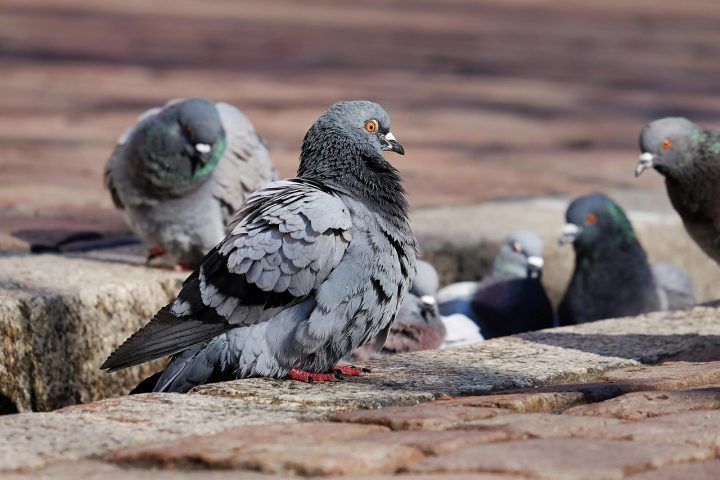 Em relação aos pombos-drone, a Neiry não revelou quantas aves morreram nos processos de implante, apenas afirmou que busca “100% de sobrevivência”.
