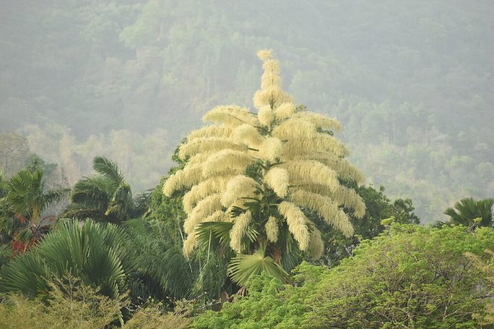 A talipot prefere climas tropicais e úmidos e cresce bem em solos profundos e bem drenados, sendo bastante valorizada em jardins botânicos e projetos paisagísticos. 