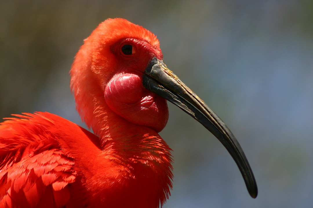 Íbis-vermelho: O íbis-vermelho (Eudocimus ruber) é uma ave de plumagem intensamente vermelha, comum em áreas alagadas da América do Sul e do Caribe. Sua cor vibrante vem dos carotenoides presentes na dieta rica em crustáceos.

