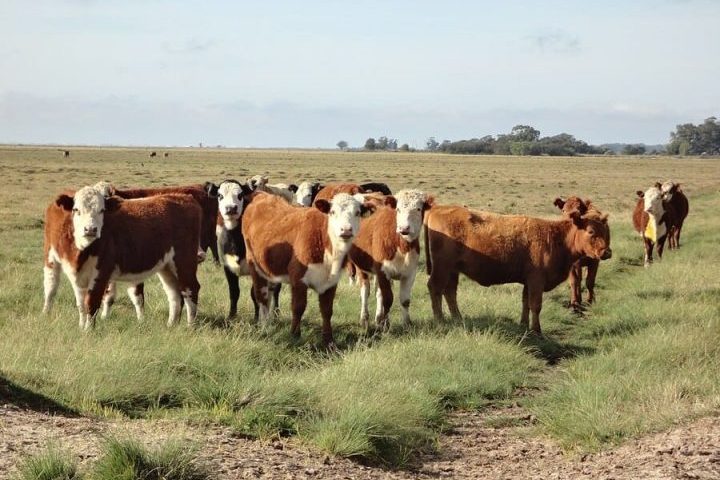 No caso do setor agropecuário, as perdas são ainda mais significativas devido à morte de rebanhos.