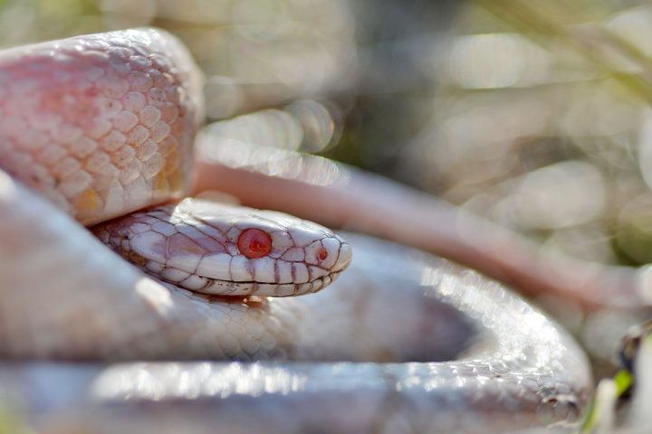 Ao chegar à vida adulta, ele decidiu superar esse temor. Sua primeira aquisição foi uma cobra-do-milho albina, comprada em uma pet shop.