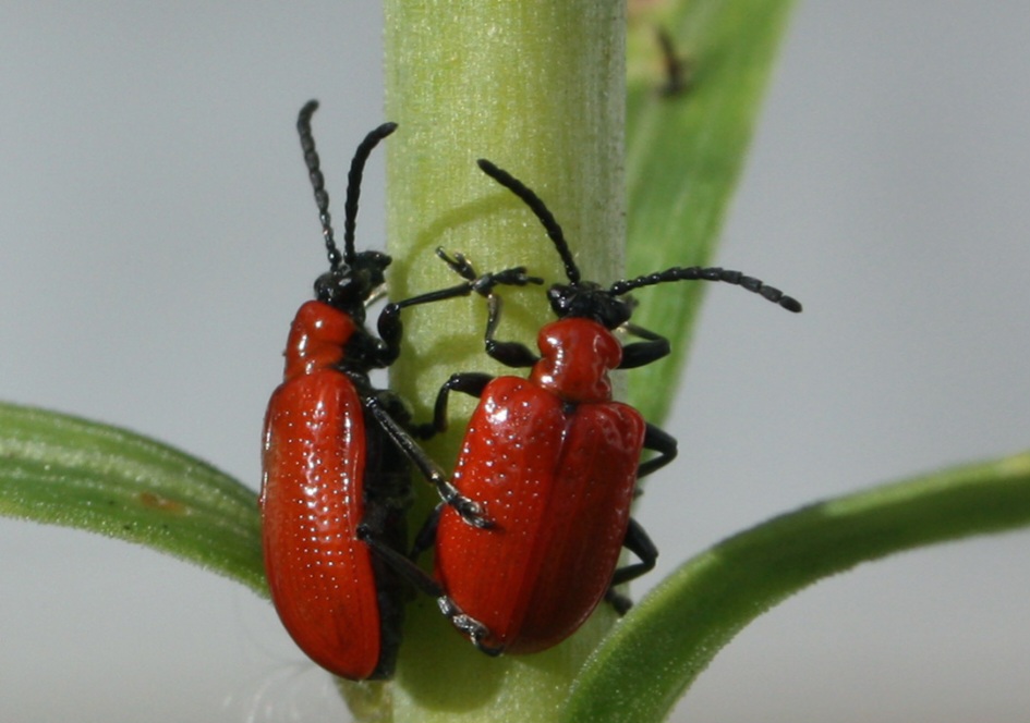 Besouro lírio vermelho: inseto pequeno e brilhante, de cor vermelha intensa com pernas e antenas escuras. Alimenta-se de folhas de lírios e pode causar sérios danos a jardins e plantações. É considerado uma praga em várias regiões temperadas.
