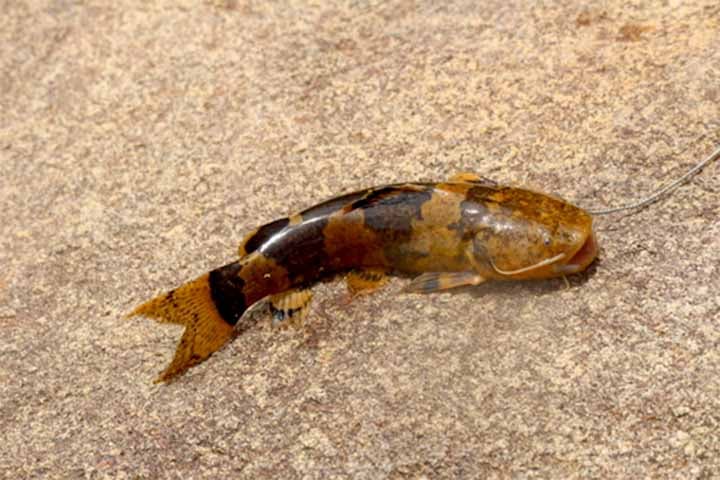 O comportamento incomum de uma espécie rara de peixe chamou a atenção de pesquisadores da Universidade Federal de Mato Grosso do Sul.