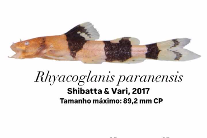 A espécie é nativa da América do Sul, principalmente na bacia do Alto Rio Paraná.