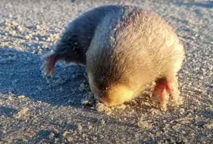 No caso de mamíferos como a toupeira, o DNA está presente principalmente em células da pele, cabelos e fluidos corporais. 
