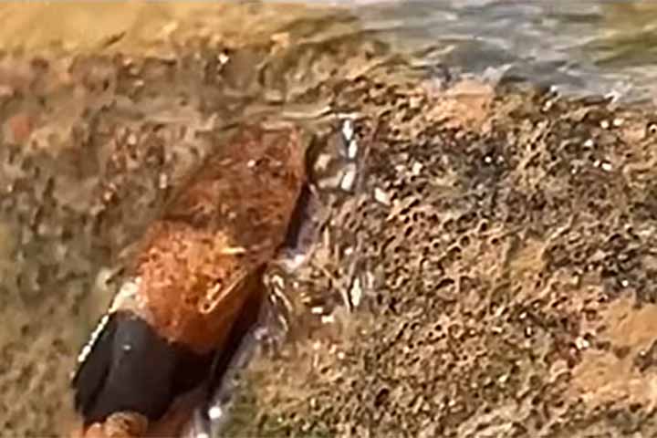 Sua alimentação é predominantemente carnívora, e é considerado inofensivo para os seres humanos.