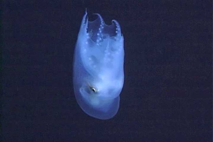 Um desses raros encontros ocorreu a mais de 700 metros abaixo da superfície, na costa dos Estados Unidos. 