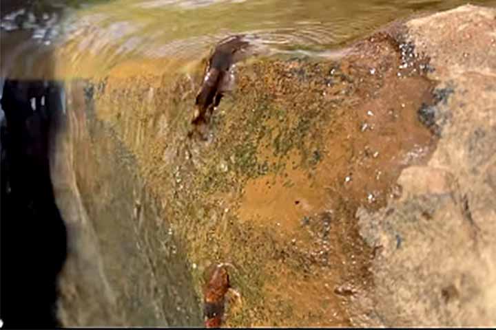 As descobertas reforçam a importância de observações em campo para a conservação de pequenos peixes migratórios.