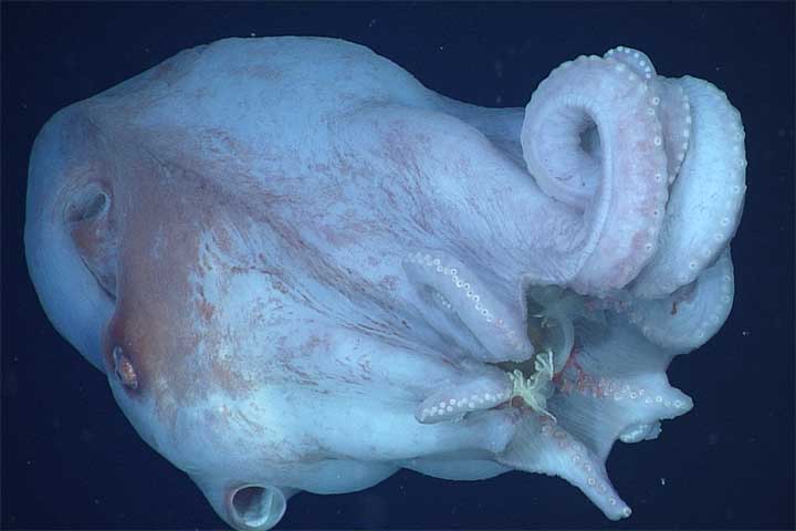 Apenas pela quarta vez em 40 anos, eles conseguiram registrar em vídeo um exemplar vivo dessa espécie.