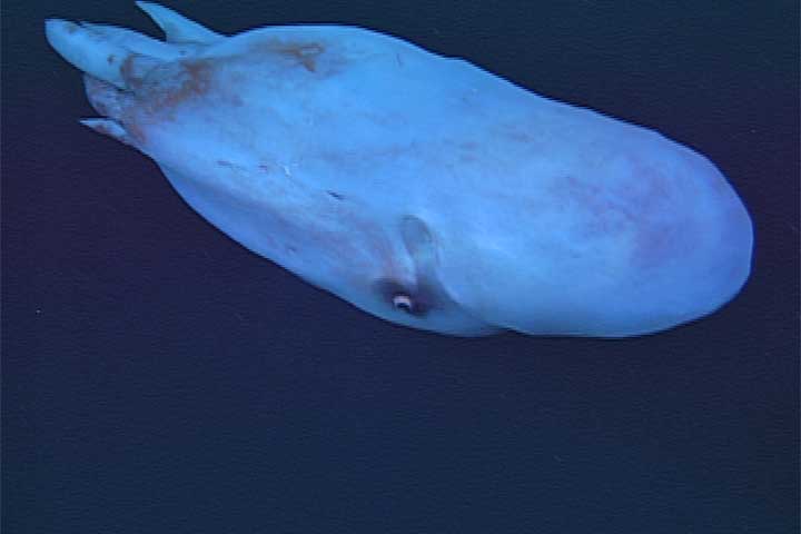 O registro apoia descobertas anteriores, como uma de 2017, que sugeriu que o polvo-bolha se alimenta de organismos gelatinosos e pode até usar os ferrões de suas vítimas como auxílio na caça. 