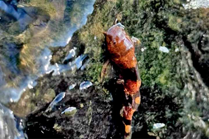 A publicação detalha que os peixes usam a chamada pressão negativa contra a rocha para se fixar, embora a musculatura exata ainda não seja totalmente compreendida.