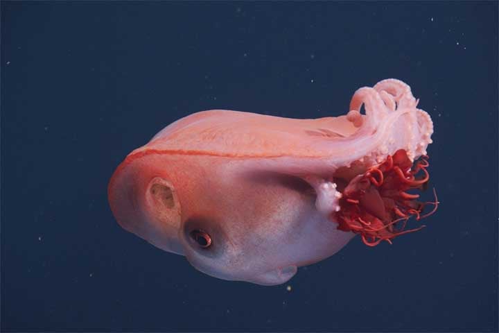 As imagens em alta resolução revelam um animal translúcido, de movimentos suaves, carregando uma água-viva-capacete de tom carmesim enquanto se desloca pelo ambiente gelado.