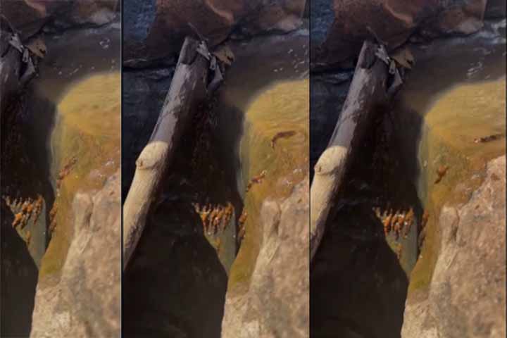 Apesar de seu tamanho reduzido, os bagres-abelha desempenham papel importante no equilíbrio ecológico dos ecossistemas fluviais, atuando na ciclagem de nutrientes.