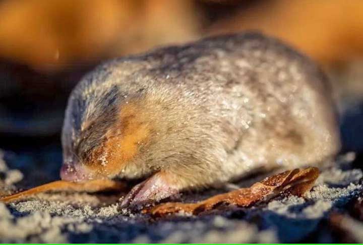 A toupeira dourada vive a maior parte do tempo no subsolo, onde navega com uso de vibração e som, por ser cega. Por esse motivo, os cientistas tiveram dificuldade para encontrá-la e utilizaram a técnica do DNA.