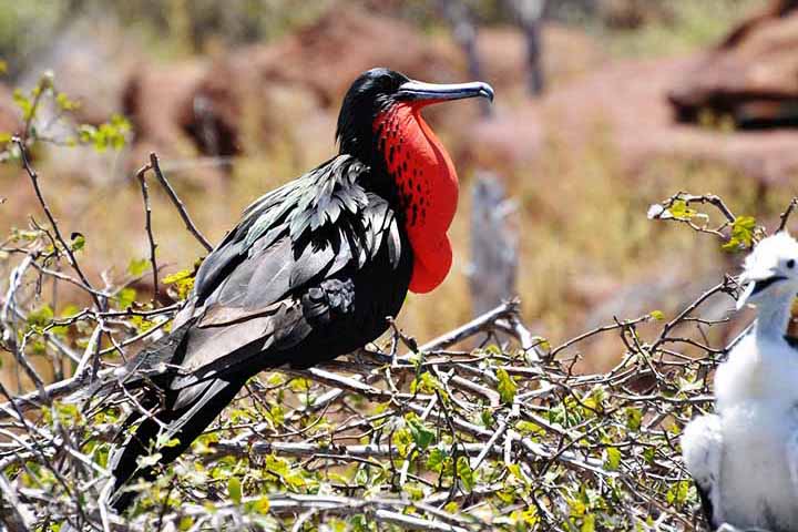 Já a espécie Fregata magnificens, conhecida como fragata-magnífica, também ocorre nas Galápagos, mas se distribui principalmente pelo litoral das Américas, inclusive no Brasil. 
