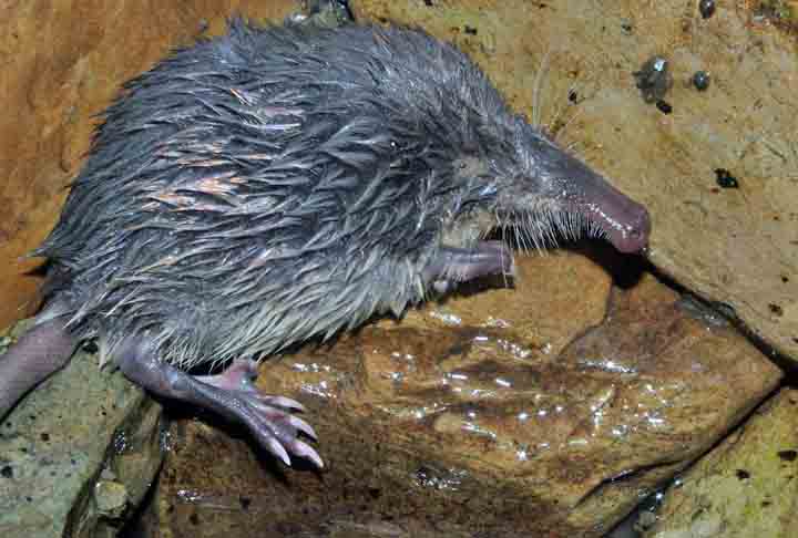 Além da toupeira dourada, existem outras espécies deste animal. Entre elas, está a toupeira d'água, que possui o focinho na forma de uma tromba e é lá que estão situados os órgãos sensitivos. As vibrissas sensoriais e órgãos de Eimer, essências para formar uma imagem 3D no cérebro, para um melhor sucesso na captação de alimentos.