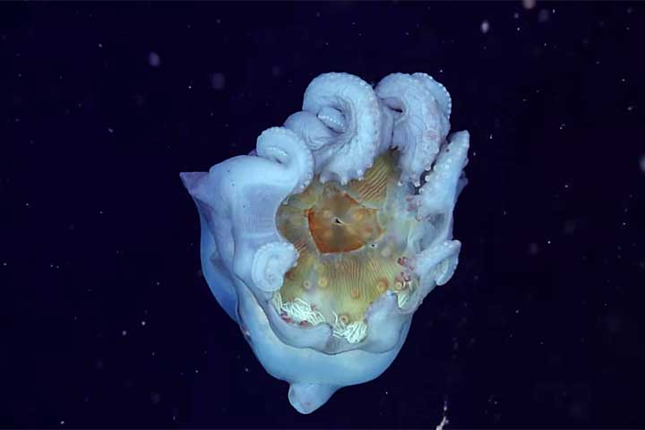 Apesar do nome sugestivo, o polvo-bolha tem oito tentáculos e não apenas sete.