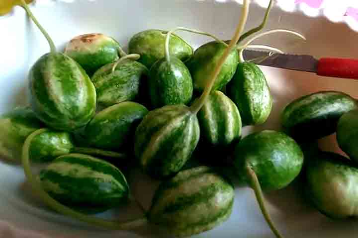 O maxixe previne o envelhecimento precoce por ter boas quantidades de vitamina C e clorofila. Esses nutrientes possuem ação antioxidante que protegem as células da pele contra os danos causados pelos radicais livres.