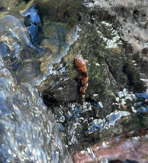 Pelas imagens, os pesquisadores concluíram que os peixes usam as nadadeiras abertas, a cauda e movimentos laterais para gerar impulso.