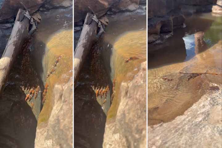 Grupos de bagres-abelha foram flagrados escalando cachoeiras de até 4 metros em Corguinho, Mato Grosso do Sul.