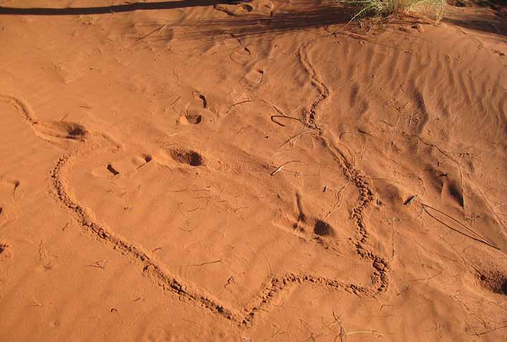 O grupo chama a atenção para a proteção da região onde ocorreu a descoberta. O espaço está ameaçado pela expansão da extração de diamantes.
