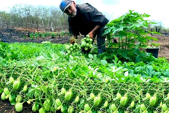 Pessoas com alergia a frutos da família das cucurbitáceas (como pepino e melancia), indivíduos com distúrbios gastrointestinais e pessoas com dificuldades de mastigação ou deglutição não devem consumir maxixe.