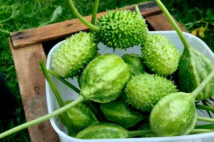 É um fruto ovalado, com casca verde e espinhos moles na superfície, que possui um sabor levemente amargo e textura crocante. 