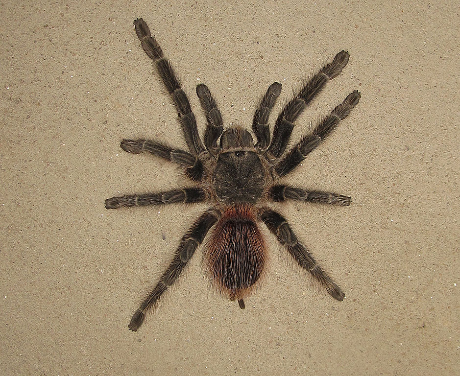 Aqui vai uma observação: a aranha-caranguejeira, embora comum no Brasil, não é venenosa. Portanto, causa pavor pela aparência assustadora, mas não representa teoricamente um risco de morte para as pessoas. 