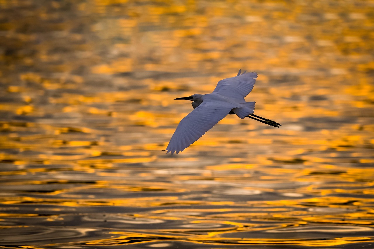 Ele indica que, com planejamento e atenção à biodiversidade, é possível criar espaços urbanos que convivam com espécies silvestres, inclusive aquelas em situação delicada.