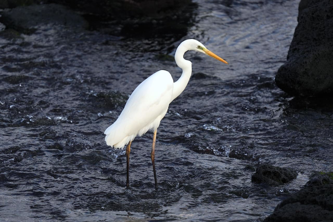 Ao longo das rotas migratórias, essas aves formam relações únicas com diferentes espécies e aprendem a reconhecer onde estarão mais seguras.