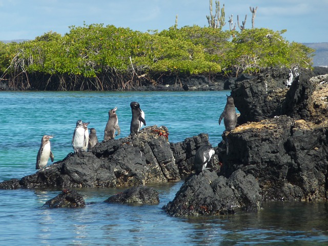 O turismo controlado nas Galápagos permite que os visitantes observem aves de perto, bem como outras espécies que habitam o arquipélago. 