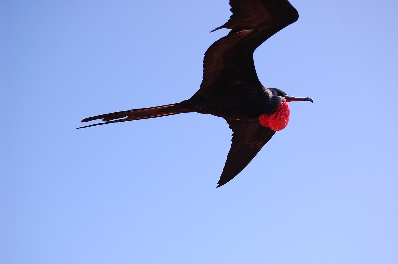 Diferente de outras aves marinhas, as fragatas têm plumagem leve, asas longas e cauda bifurcada, o que lhes permite planar por horas com pouco esforço. 