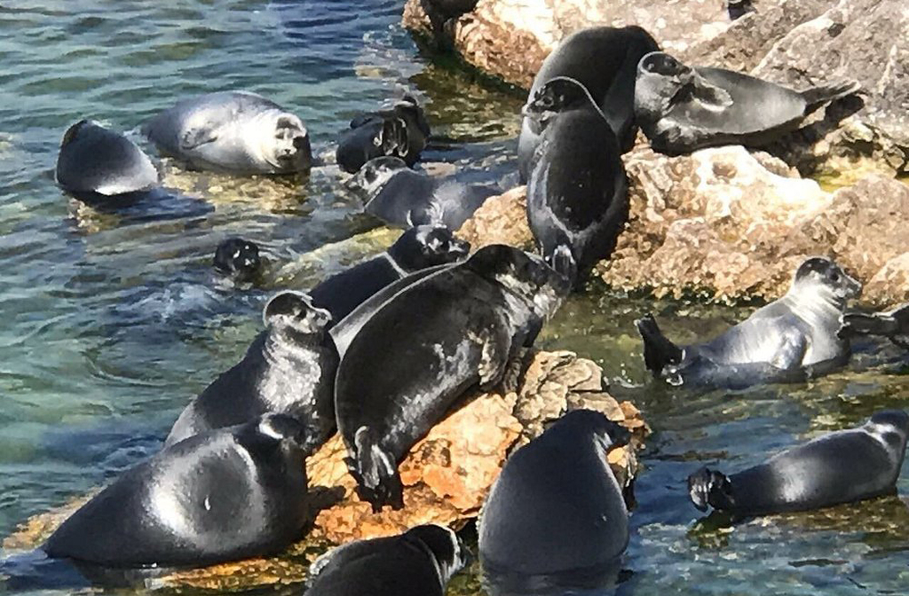 O Baikal abriga mais de 3.600 espécies de plantas e animais, sendo cerca de 60% endêmicas. O mais famoso é a foca-do-baikal, única espécie de foca de água doce. Cientistas estudam o lago como um laboratório vivo de evolução. A diversidade biológica é comparável à das Ilhas Galápagos.