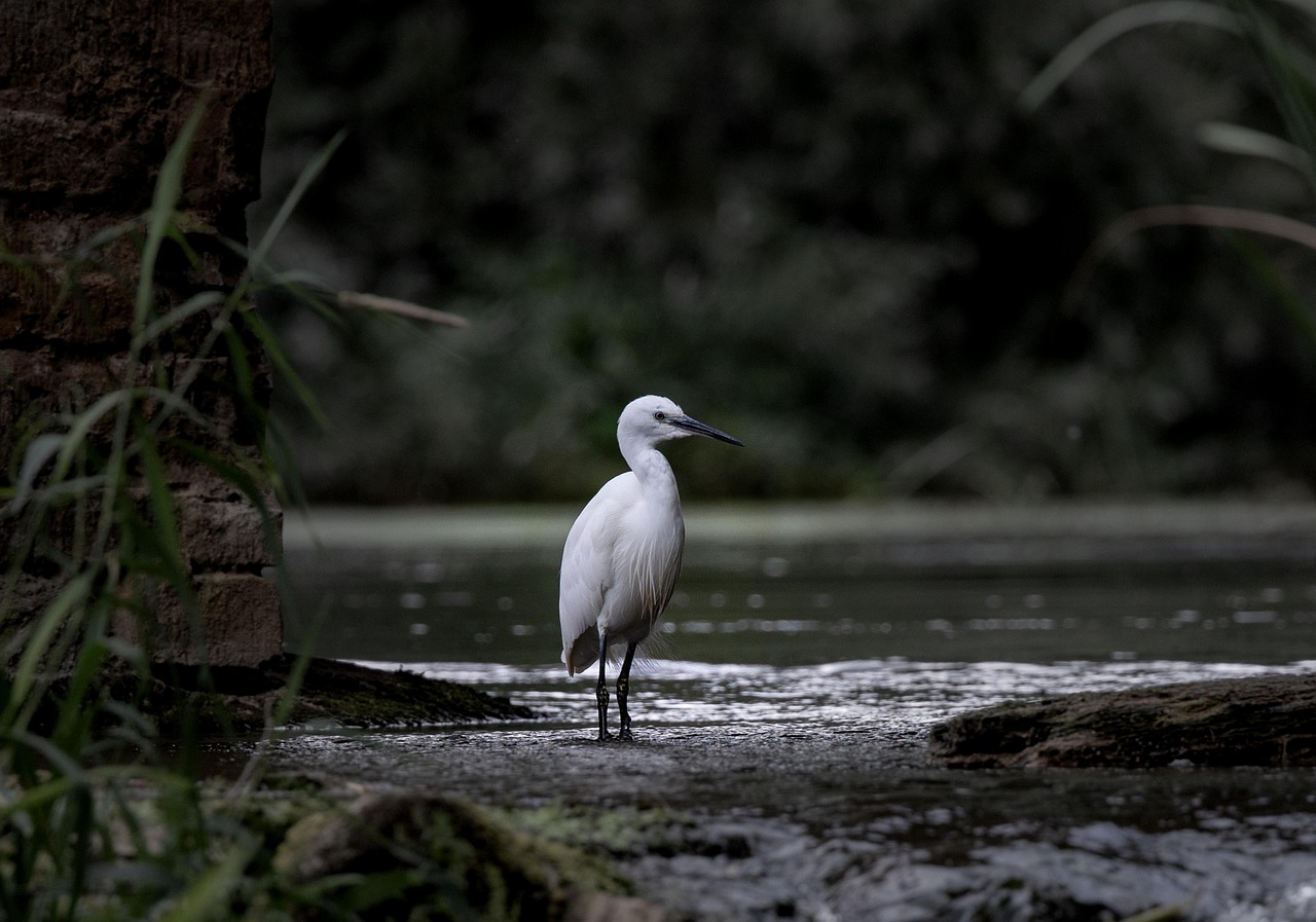 O comportamento em Lincoln Park pode, com o tempo, se repetir em outros pontos do continente, desde que haja condições adequadas. Em um mundo cada vez mais urbanizado, histórias como essa inspiram reflexão sobre a convivência entre humanos e a vida selvagem.