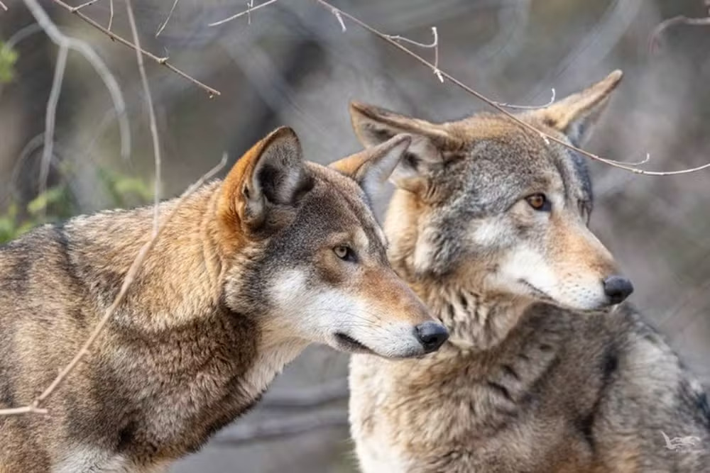 Aparentemente improvável, essa convivência tem um fundamento estratégico: os lobos afastam ameaças comuns às garças, como guaxinins e aves de rapina. O resultado é uma convivência que beneficia, afinal, os dois lados. Que tal, então, conhecermos mais sobre as garças?