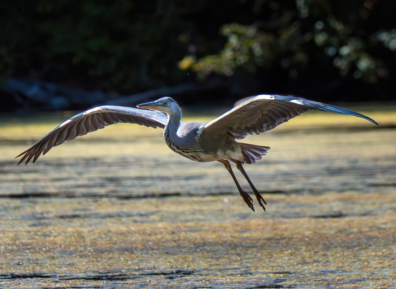 A estratégia mostra a capacidade de adaptação das garças e seu instinto de preservação. Fora dos zoológicos, porém, garças enfrentam desafios cada vez maiores.