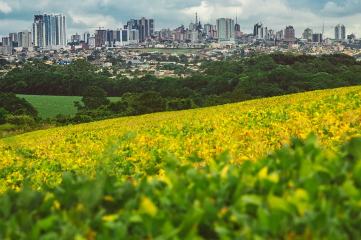 O nome da cidade vem de uma colina com vegetação característica — a chamada “ponta grossa” — que servia de referência para viajantes.
