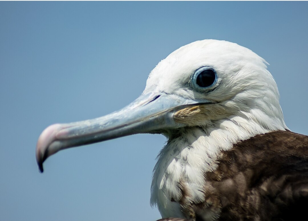 A fragata-grande-das-Galápagos é uma das espécies mais monitoradas por biólogos que estudam a fauna do arquipélago. Ela desempenha papel importante no equilíbrio ecológico local.